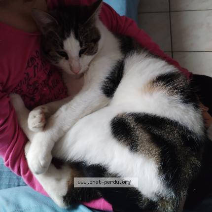 Foto 1/1 Truffe Chat perdido en Parthenay