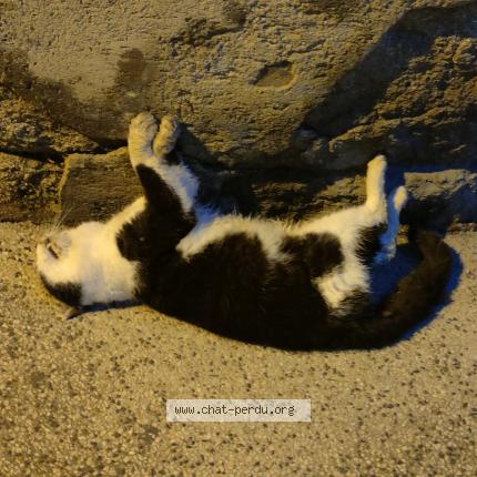 Foto 1/1 Gato encontrado Encontrado en Lunel