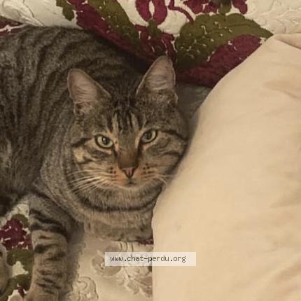 Foto 1/1 Rio Chat perdido en Vitry sur seine