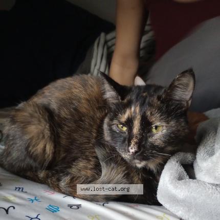 Foto 1/1 Biscuit Turner Chat perdido en Louisville