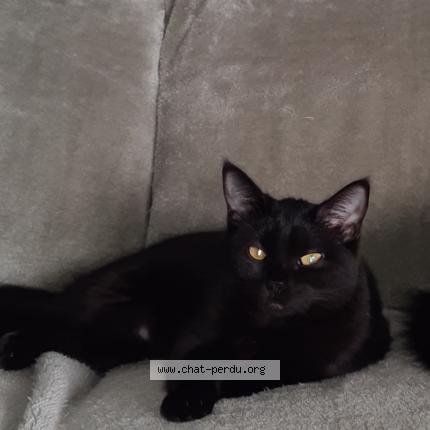 Foto 1/1 Maya Chat perdido en Cleden poher