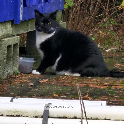 Foto 1/1 Gato encontrado Encontrado en Portland