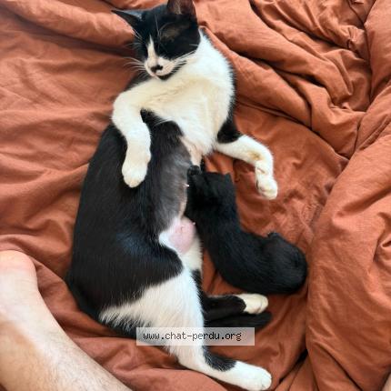 Foto 1/1 STYX Chat perdido en Cannes