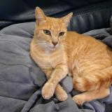 Foto del gato perdido en Thouars Sur Garonne