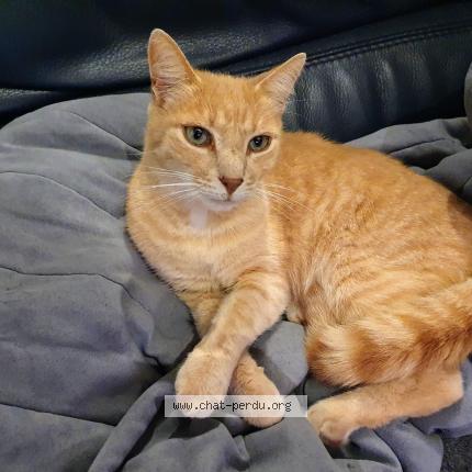 Foto 1/1 Nounouche Chat perdido en Thouars sur garonne