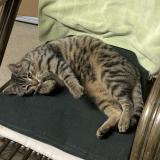 Foto de gato encontrado en Grendelbruch