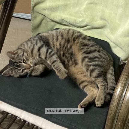 Foto 1/1 Gato encontrado Encontrado en Grendelbruch