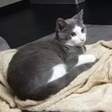 Foto del gato perdido en Marcille Raoul