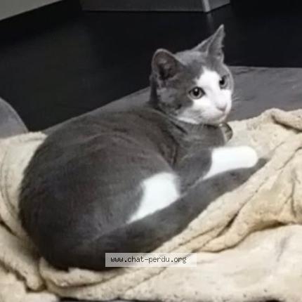 Foto 1/1 PLUME Chat perdido en Marcille raoul