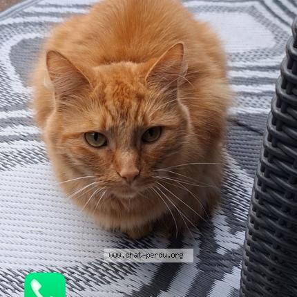 Foto 1/1 Rouquin Chat perdido en Libercourt