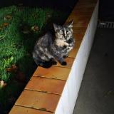 Foto de gato encontrado en Champeon