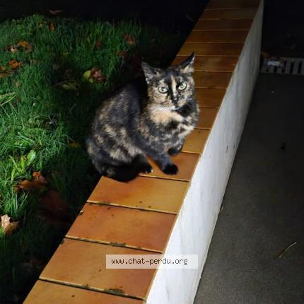 Foto 1/1 Gato encontrado Encontrado en Champeon