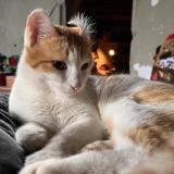 Foto del gato perdido en Lathus Saint Remy