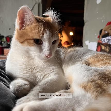 Foto 1/1 Attila Chat perdido en Lathus saint remy