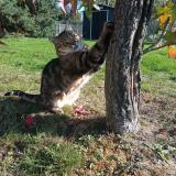 Foto del gato perdido en Nervieux