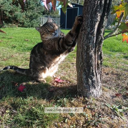 Foto 1/1 Lego Chat perdido en Nervieux