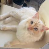 Foto del gato perdido en Caveirac