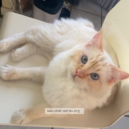 Foto 1/1 Snowy Chat perdido en Caveirac