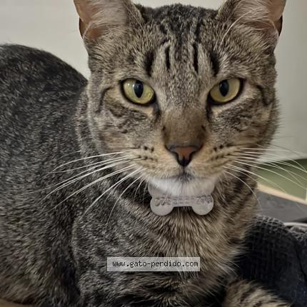 Foto 1/1 Gato encontrado Perdido en Mar Del Plata