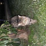 Foto de gato encontrado en Ozoir La Ferriere