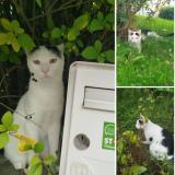 Foto del gato perdido en Eulmont