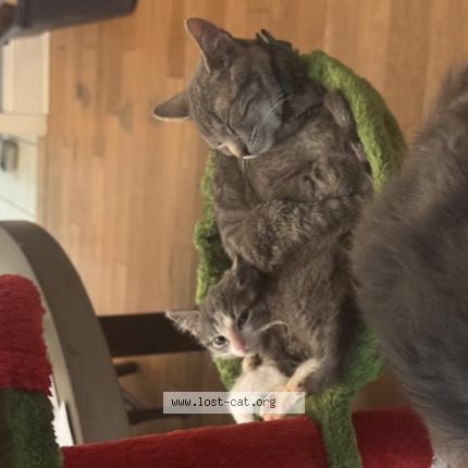 Foto 1/1 Smokey Chat perdido en Belleville