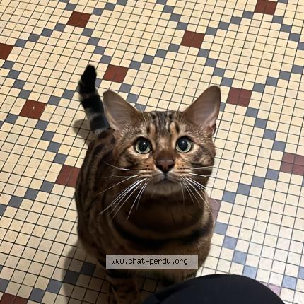 Foto 1/1 simba Chat perdido en Brehand