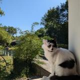 Foto del gato perdido en Loubieng