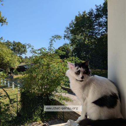 Foto 1/1 Gaston Chat perdido en Loubieng