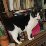 Foto del gato perdido en Chelles