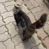 Foto del gato perdido en Chelles