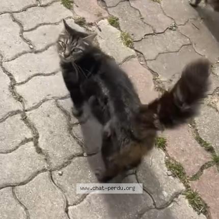 Foto 1/1 Gwene Chat perdido en Chelles