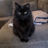 Foto del gato perdido en Conklin