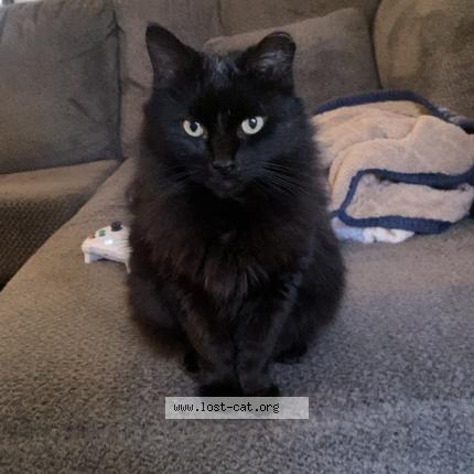 Foto 1/1 Stormy Chat perdido en Conklin