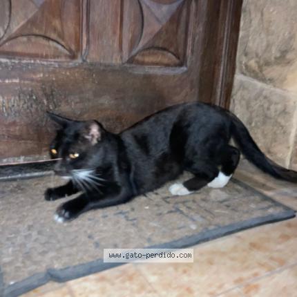 Foto 1/1 Gato encontrado Encontrado en Jose c paz