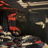 Foto de gato encontrado en Poland