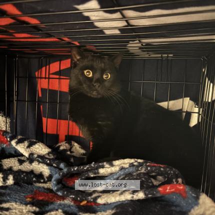 Foto 1/1 Gato encontrado Encontrado en Poland