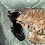 Foto del gato perdido en La Grande Paroisse