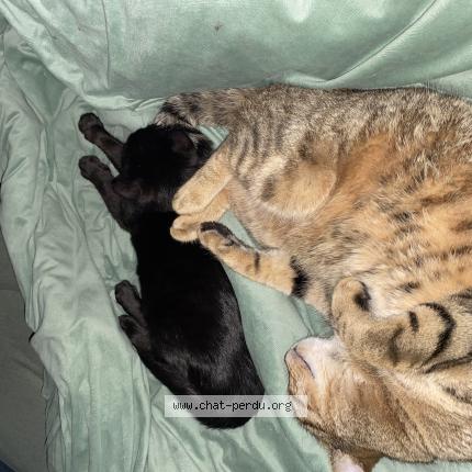 Foto 1/1 Le prtit Chat perdido en La grande paroisse