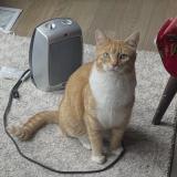 Foto del gato perdido en Carmel Indianapolis