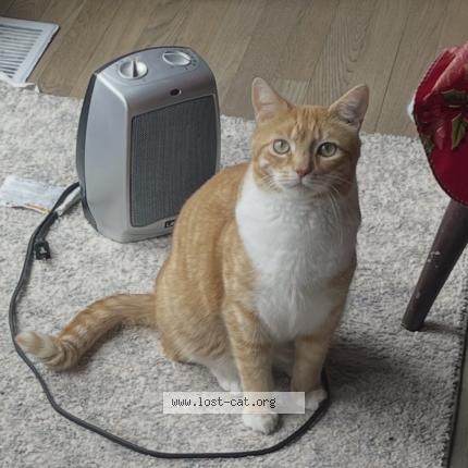 Foto 1/1 Cheezit Chat perdido en Carmel indianapolis