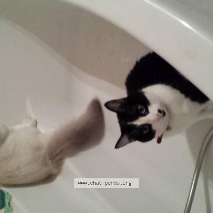 Foto 1/1 ETOILE Chat perdido en Noveant sur moselle