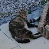 Foto del gato perdido en Saint Front De Pradoux