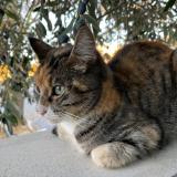 Foto de gato encontrado en Pouzolles