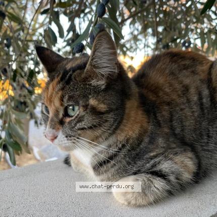 Foto 1/1 Gato encontrado Encontrado en Pouzolles