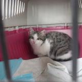 Foto de gato encontrado en Caden