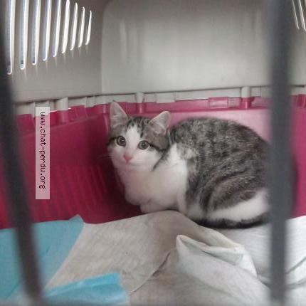 Foto 1/1 Gato encontrado Encontrado en Caden