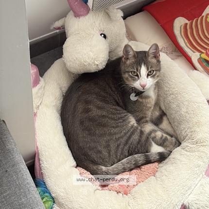 Foto 1/1 Grisou Chat perdido en Corcoue sur logne