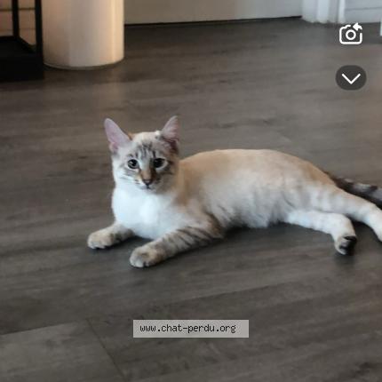 Foto 1/1 Dolly Chat perdido en Suce en brie