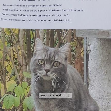 Foto 1/1 Figaro Chat perdido en Liege